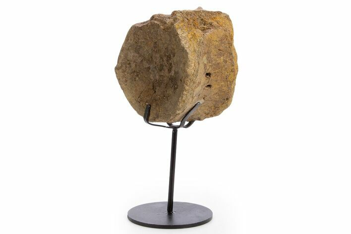 Fossil Hadrosaur Vertebra Centrum w/ Metal Stand - South Dakota #335488